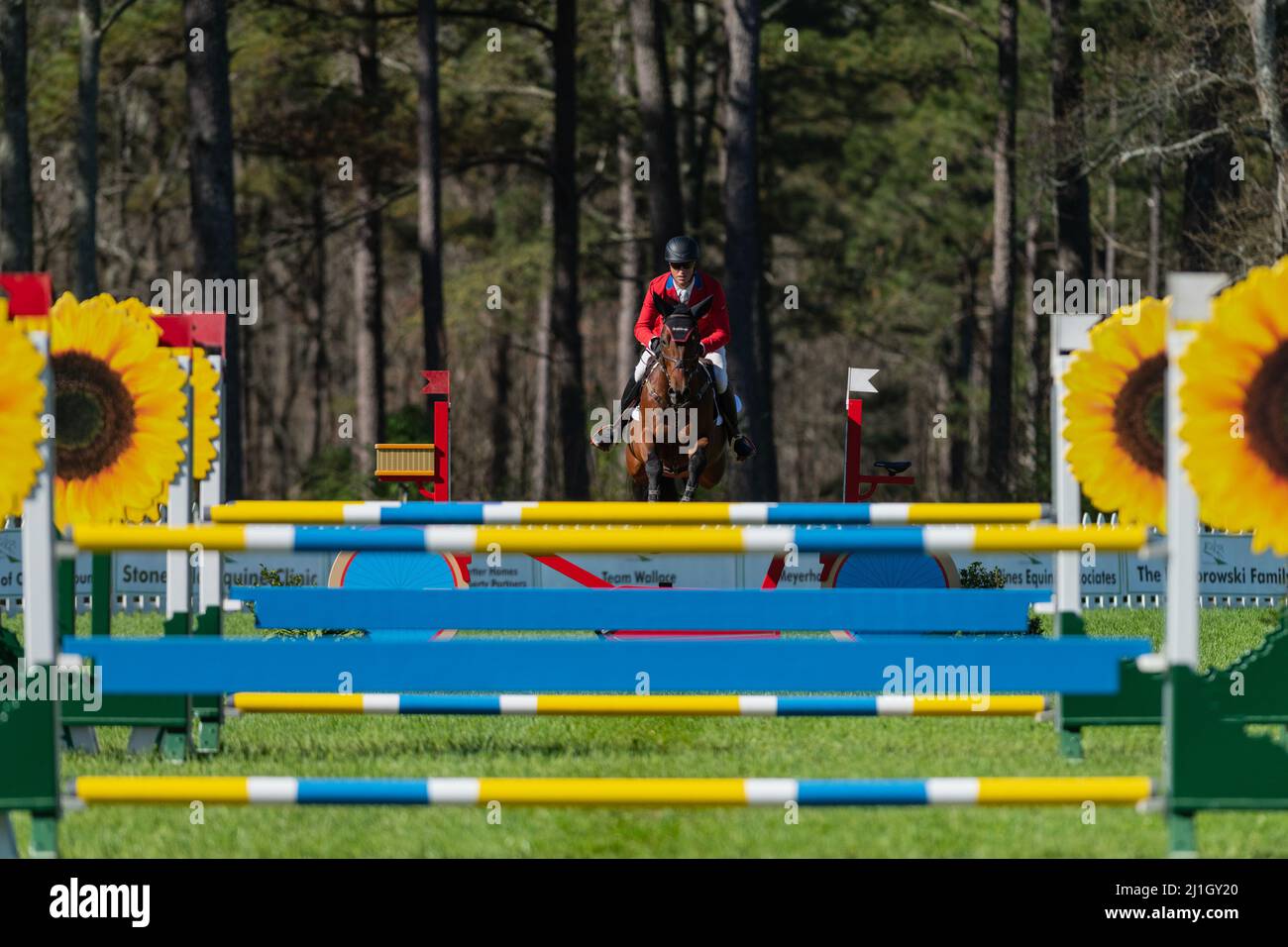 Raeford, Carolina del Nord, Stati Uniti. 25th Mar 2022. DOUG PAYNE degli Stati Uniti che cavalcano Quiberon compete in CCI3* stadio saltando al Carolina International CCI and Horse Trial, 25 marzo 2022 al Carolina Horse Park a Raeford, North Carolina. I girasoli e il salto giallo e blu sono stati costruiti per onorare e mostrare solidarietà al popolo ucraino. (Credit Image: © Timothy L. Credit: ZUMA Press, Inc./Alamy Live News Foto Stock