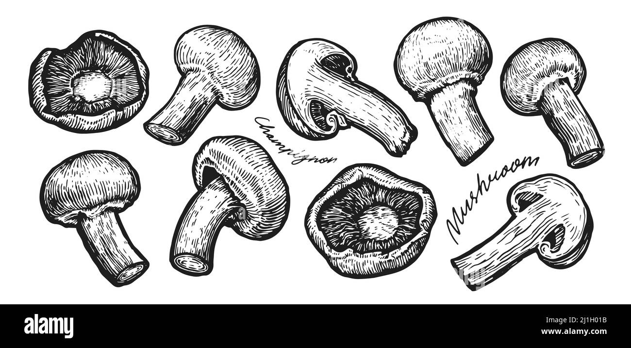 Funghi champignon in stile sketch. Disegno di vettore vegetale, illustrazione di contorno di cibo di fattoria Illustrazione Vettoriale