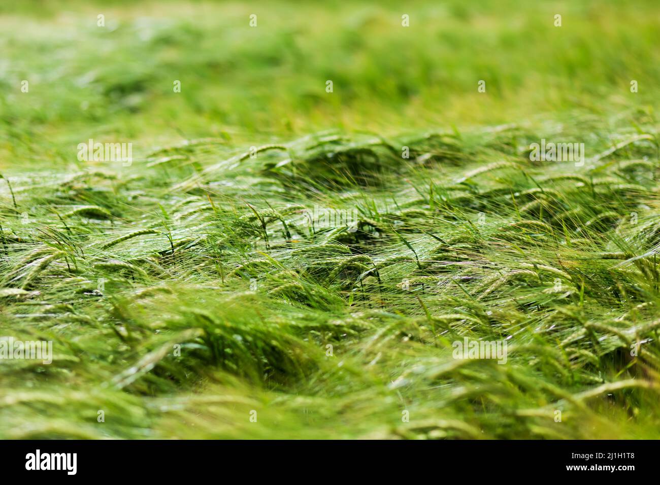 Fantastico primo piano di grano verde fresco del mattino in primavera. Scena pittoresca e splendida. Elemento di design. Ucraina, Europa. Mondo di bellezza. Foto Stock