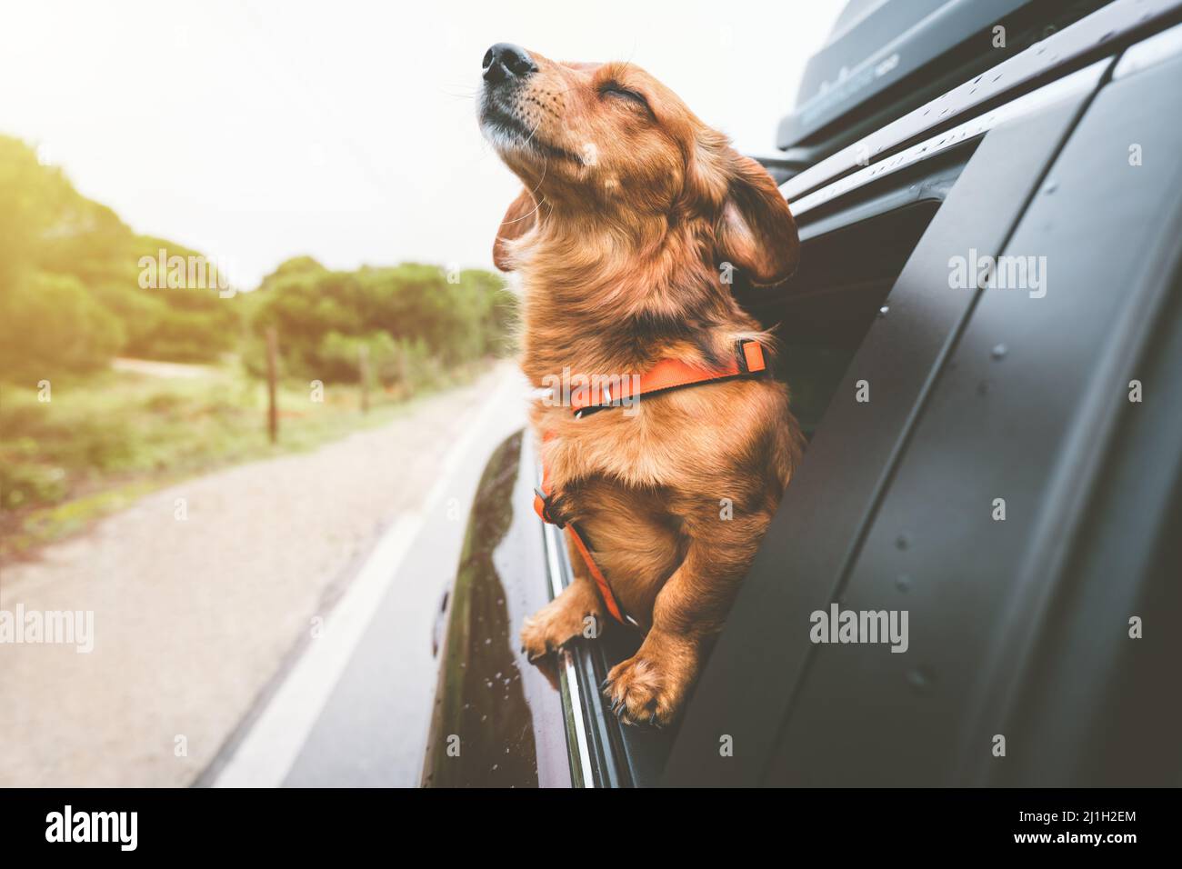 Dachshund cane in auto e guardando fuori dal finestrino auto. Buon cane che gode la vita. Avventura con i cani Foto Stock