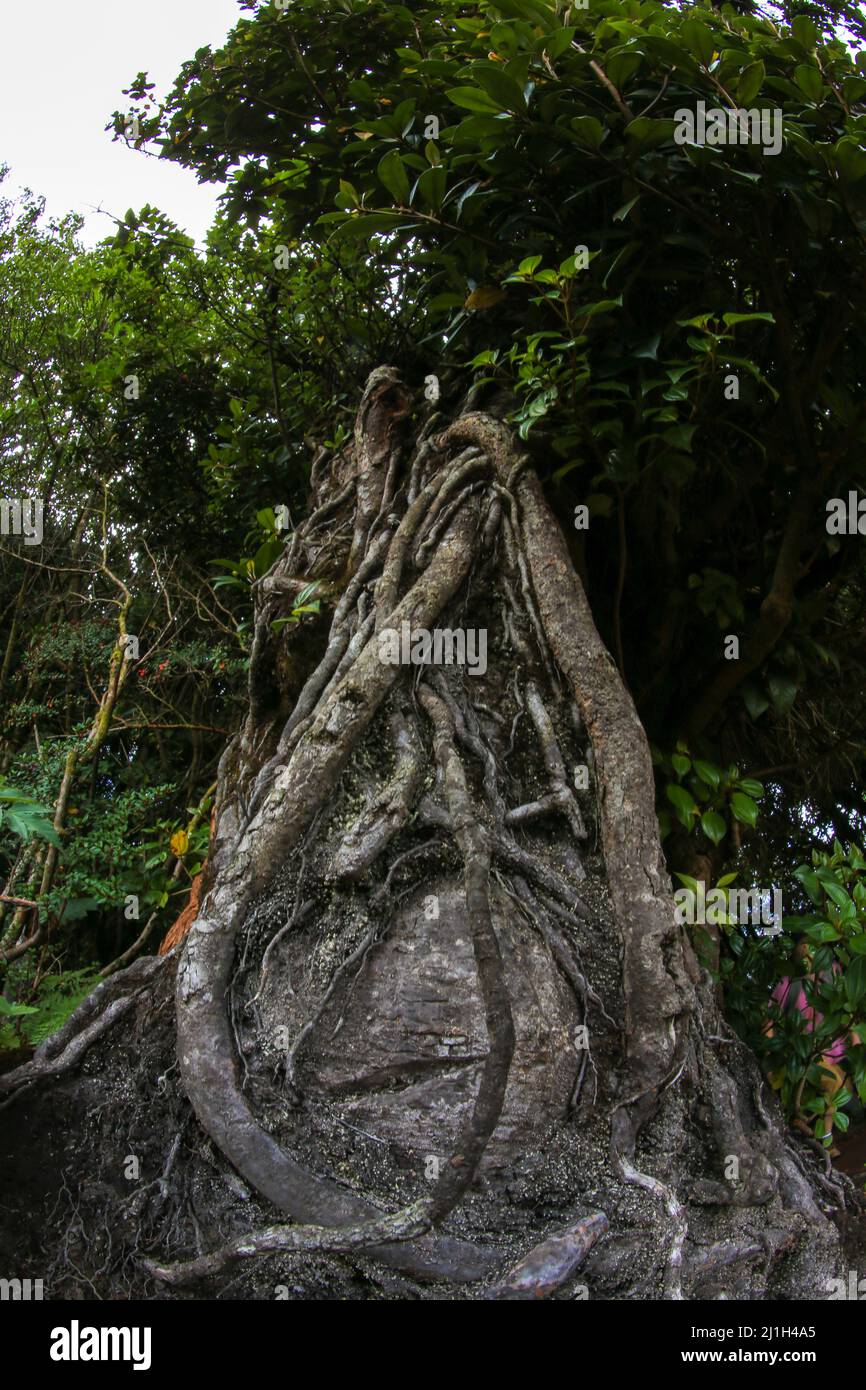 Primo piano delle radici giganti della Florida Strangler Fig ( Ficus aurea ) Foto Stock