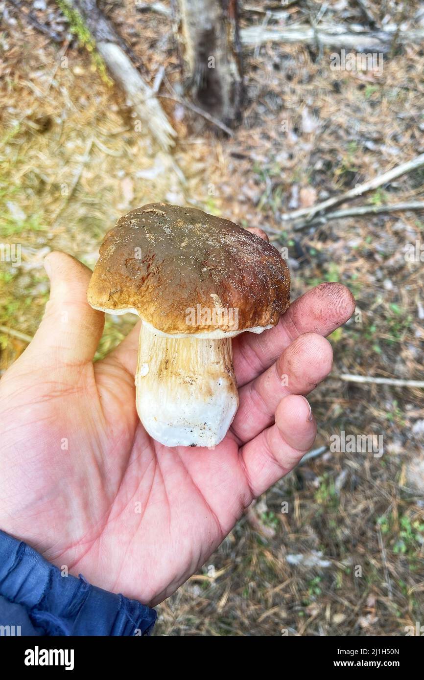 Stagione di funghi in foresta. Mano maschio tenere il Boletus edulis fresco. Natura della foresta autunnale. Foto Stock