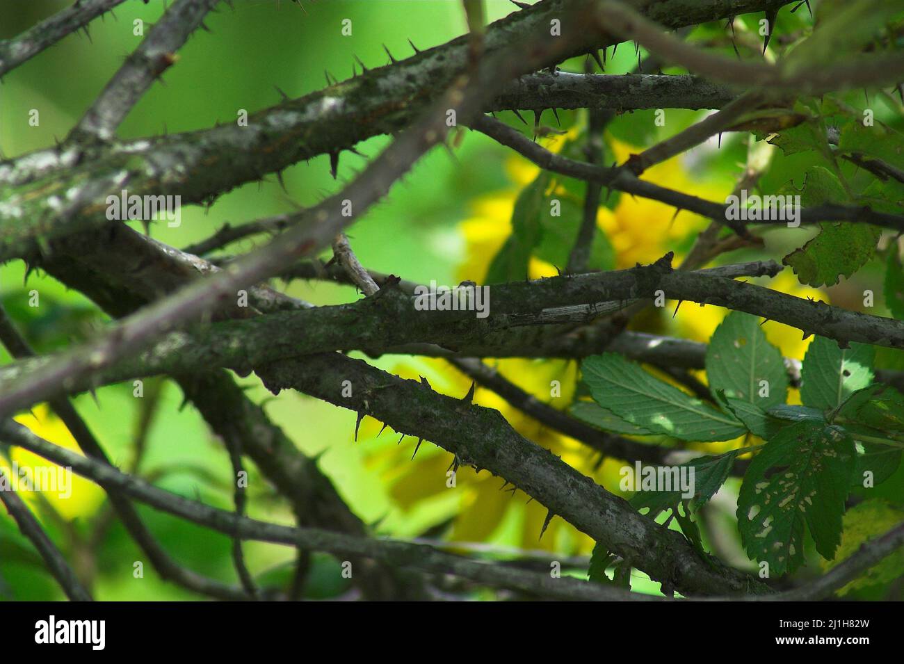 Wytyczno Polesie Polesia, Polesien, Poleski Park Narodowy, Polska, Polen, Polonia, rami di Prickly di un cespuglio selvatico di rose. Kolczaste gałęzie dzikiej róży Foto Stock