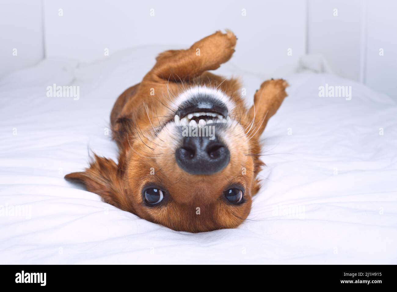 Divertente cane marrone pazzo sdraiato sul retro su letto bianco. Buon dachshund giocoso divertirsi Foto Stock