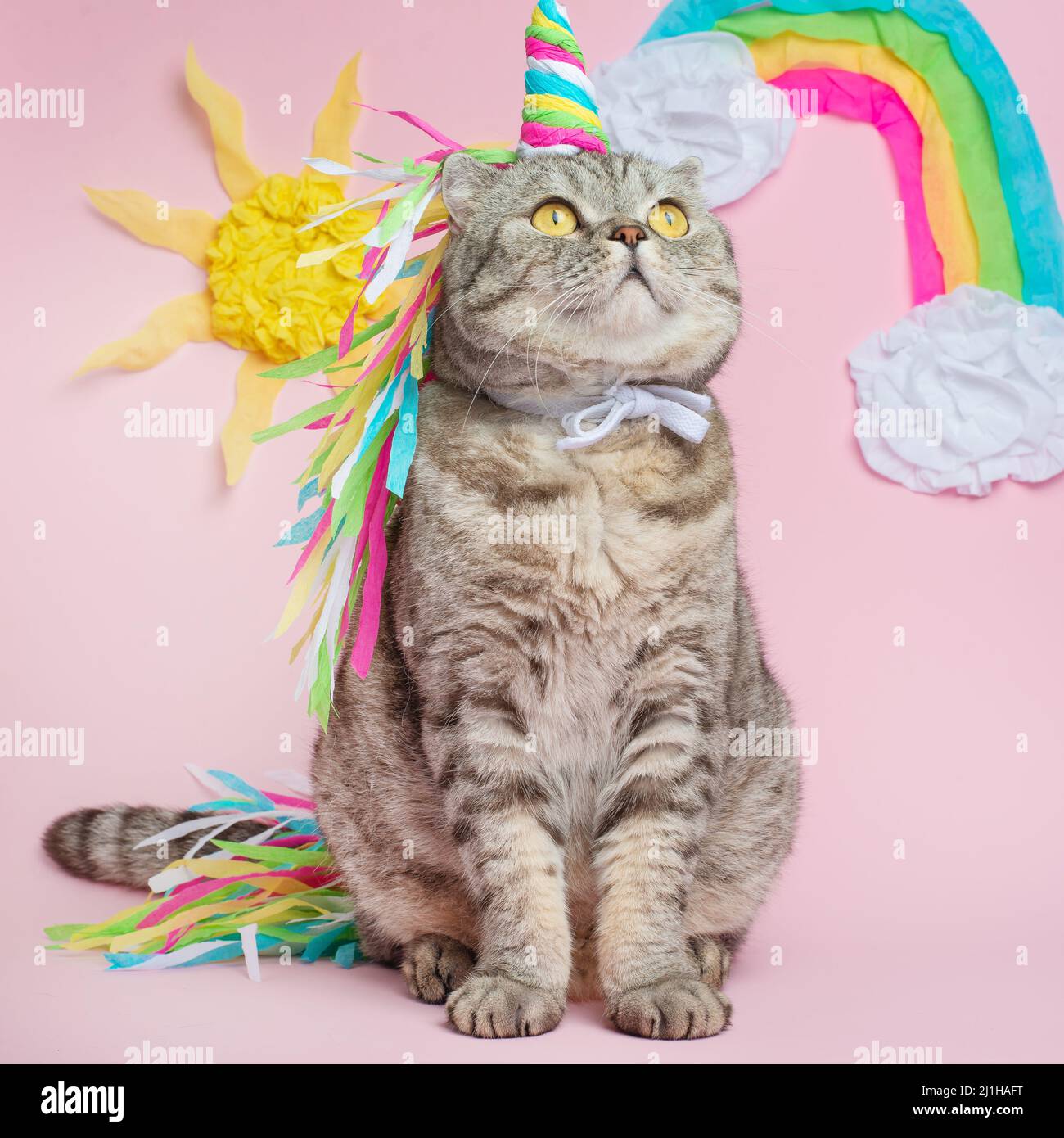 Gatto unicorno su sfondo rosa in un abito. Arcobaleno corno, carino gattino  look, abilità, tenerezza, amore, favola e amore per i gatti Foto stock -  Alamy