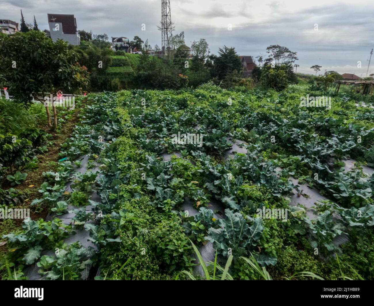 La coltivazione del cavolo nelle Highlands produce risultati ottimali, aria fresca e luce solare sufficiente, habitat vegetale adatto Foto Stock
