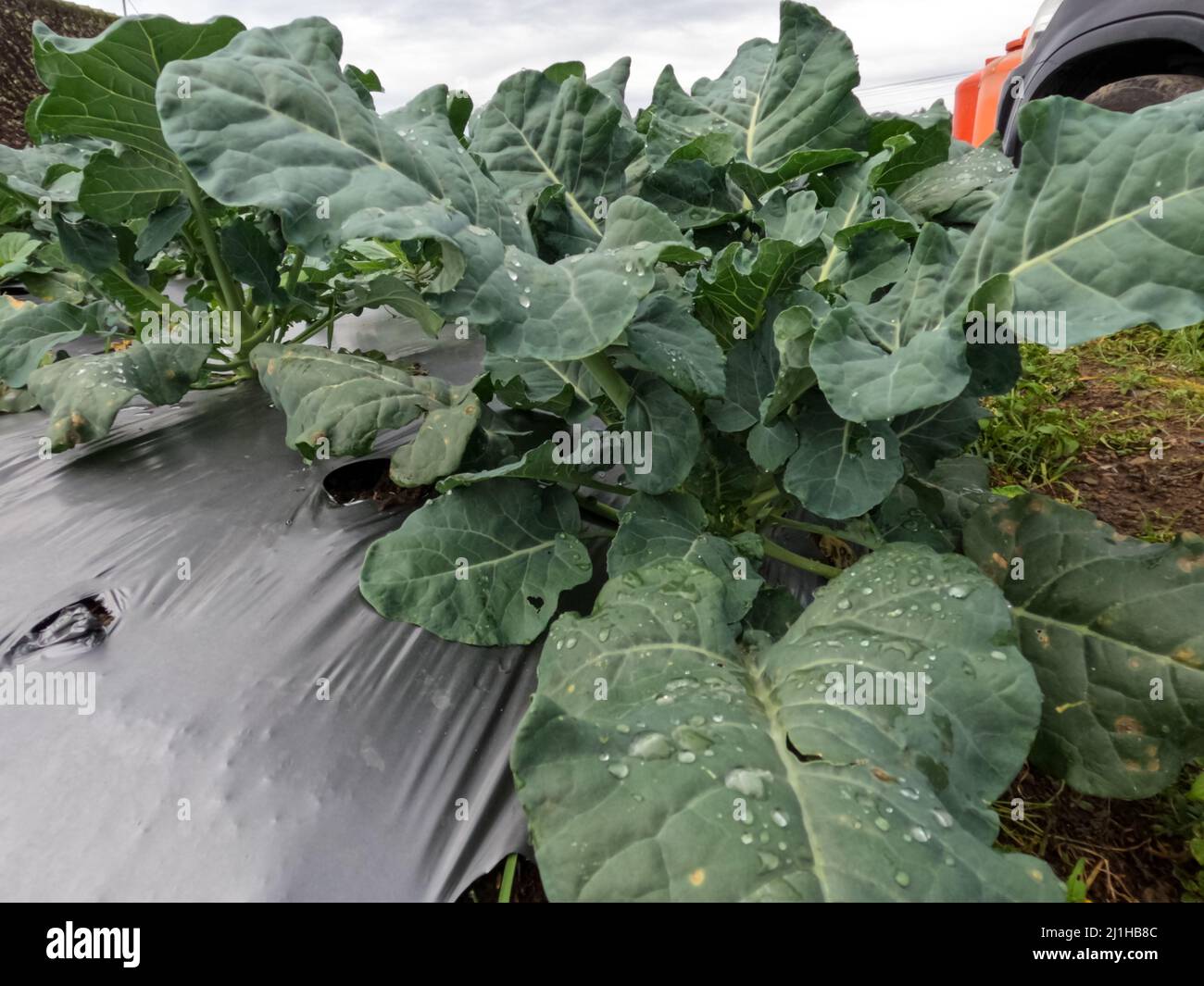 La coltivazione del cavolo nelle Highlands produce risultati ottimali, aria fresca e luce solare sufficiente, habitat vegetale adatto Foto Stock