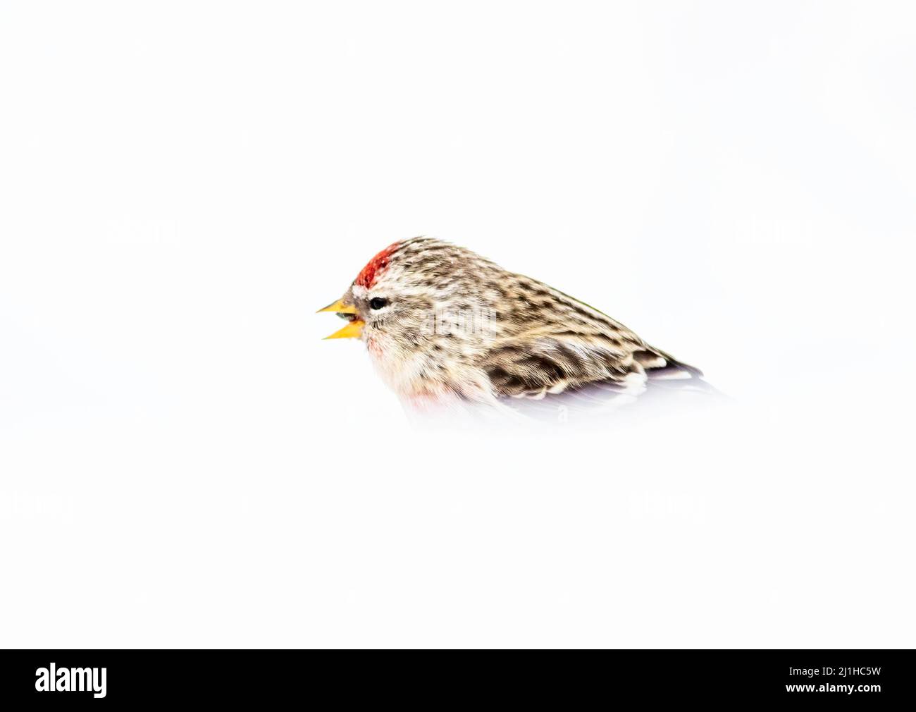 Un guerriere comune di redpoll nel freddo inverno nevoso del Minnesota settentrionale a Sax Zim Bog. Foto Stock