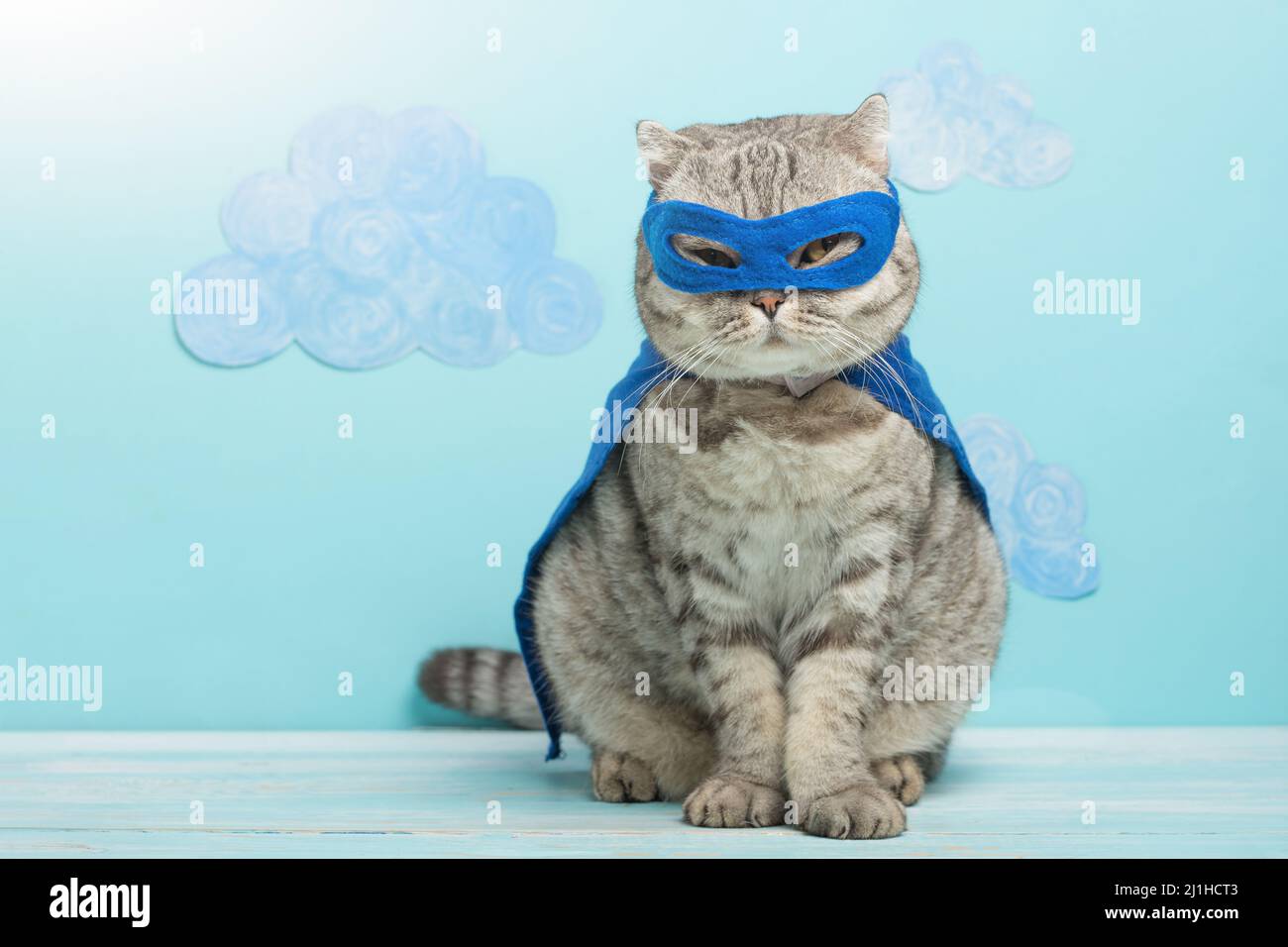 Gatto supereroe, Whiska scozzese con un mantello blu e maschera. Il  concetto di supereroe, super gatto, leader Foto stock - Alamy