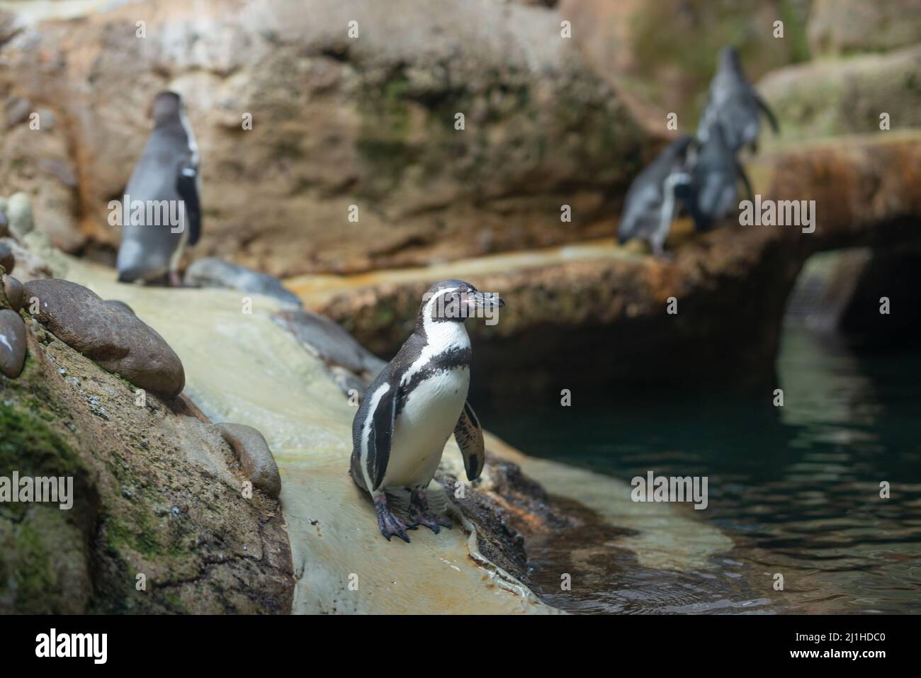 pinguini nell'habitat. natura selvaggia Foto Stock