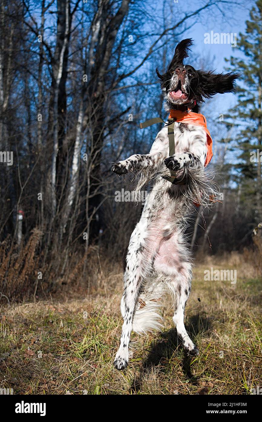 Cane francese spaniello con gilet da caccia che salta in aria Foto Stock