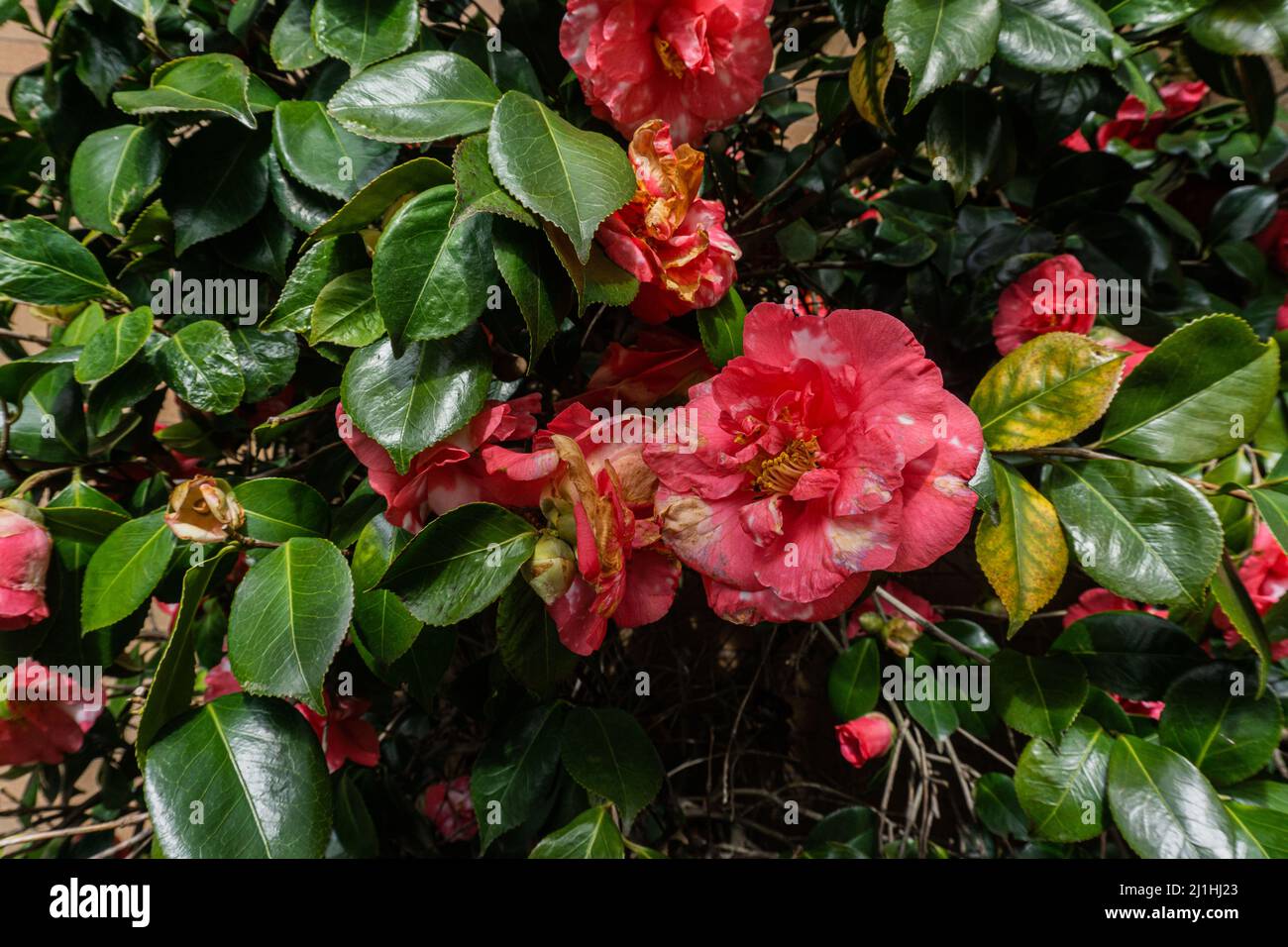 Cespuglio con fiori rosa e giallo che cadono a pezzi, appassendo di decadimento. Foto Stock