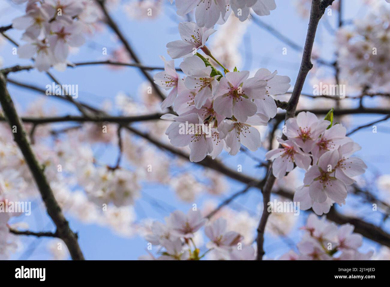 Fiori bianchi con centri rosa e rami marroni in tutto il luogo sullo sfondo. Foto Stock
