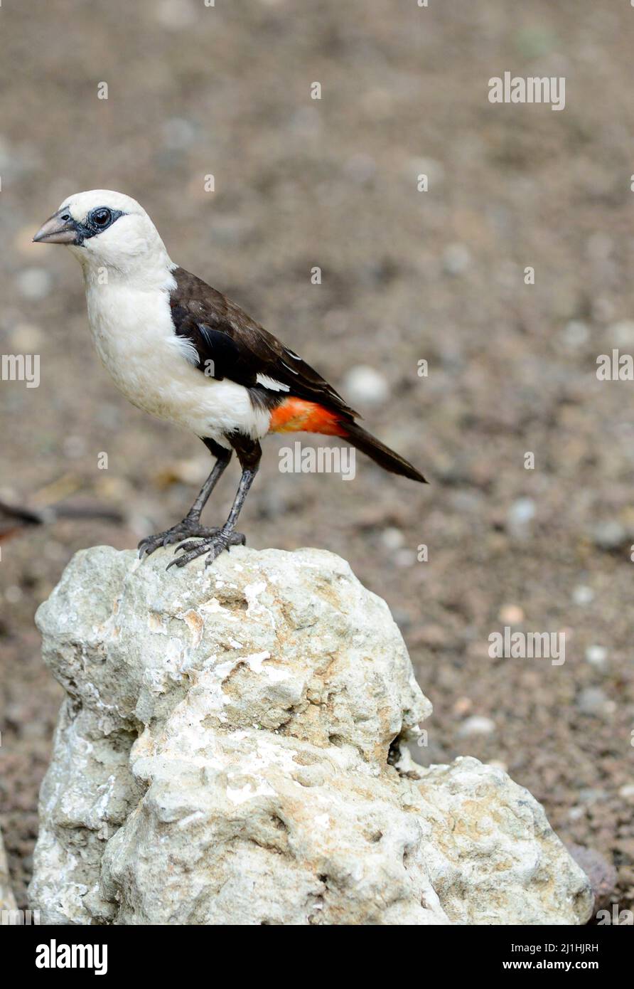 Un uccello tessitore di bufala a testa bianca nel Parco Nazionale Tarangire in Tanzania. Foto Stock