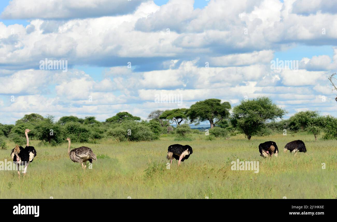 Struzzi che vagano per la savana al Parco Nazionale Tarangire in Tanzania. Foto Stock