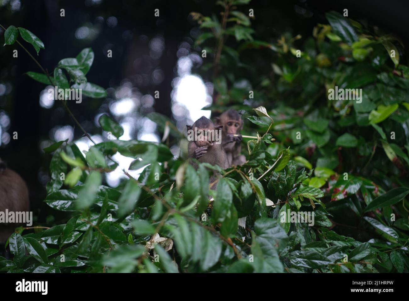 Due giovani scimmie curiose si nascondono in un lussureggiante fogliame dopo la pioggia Foto Stock