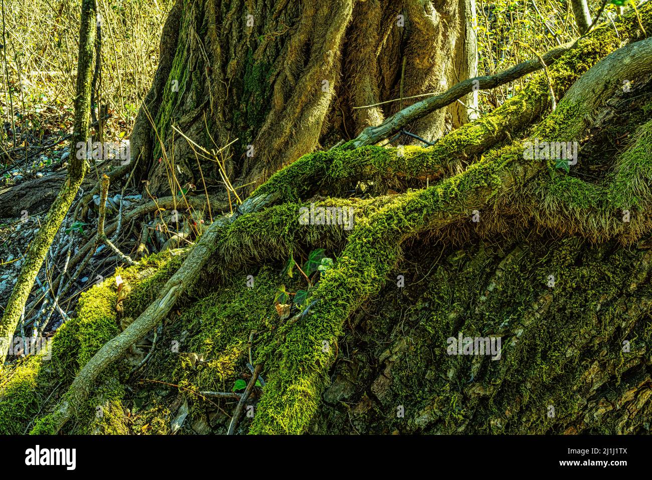 Radici di edera e muschio abbracciano un tronco coperto di edera. Abruzzo, Italia, Europa Foto Stock