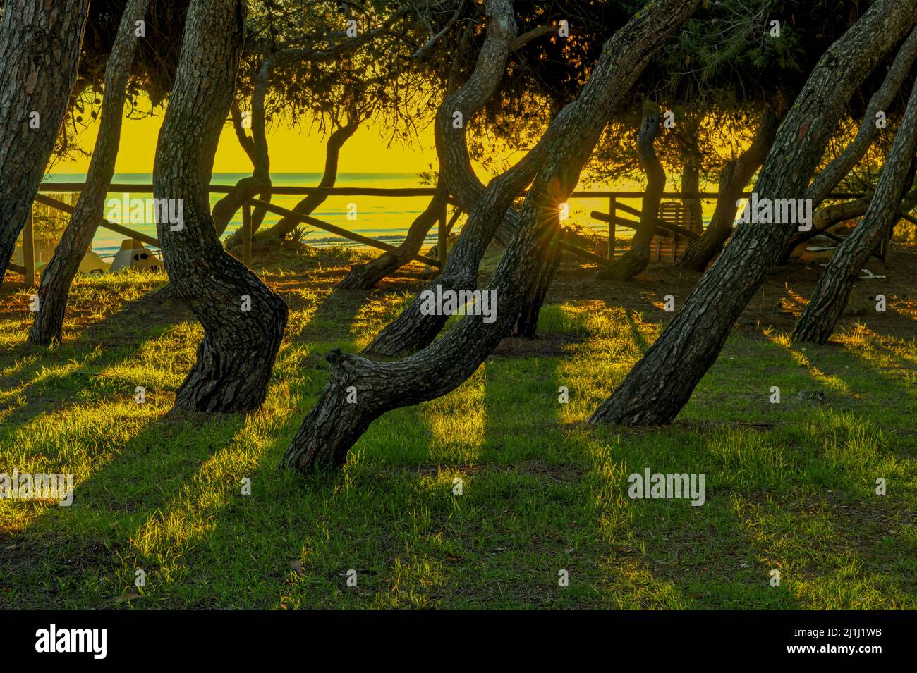 L'alba sul mare, in primo piano i tronchi ritorti dei pini della pineta Filiani. Pineto, provincia di Teramo, Abruzzo Foto Stock