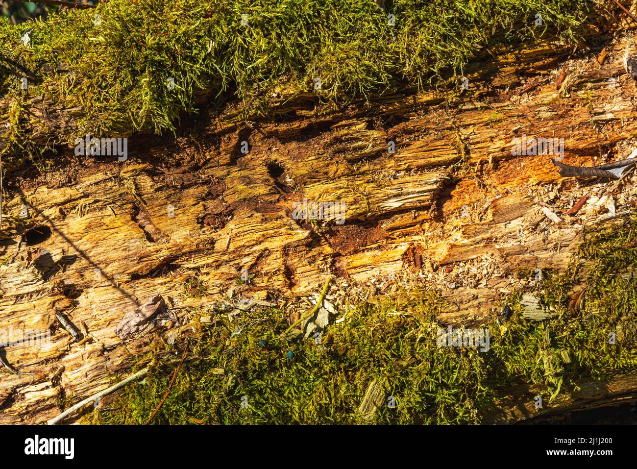 Caduto tronco di albero senza corteccia e con muschio cresciuto intorno ad esso. Abruzzo, Italia, Europa Foto Stock