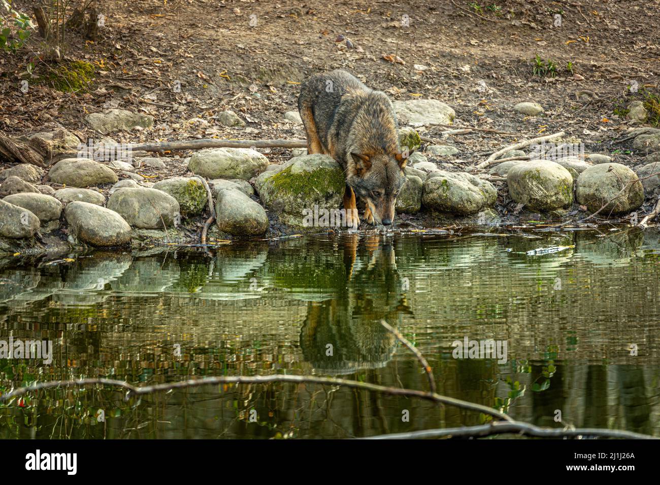 Lupo appenninico nella zona faunistica della Riserva Regionale del Lago di Penne. Oasis WWF, Penne, provincia Pescara, Abruzzo, Italia, Europa Foto Stock