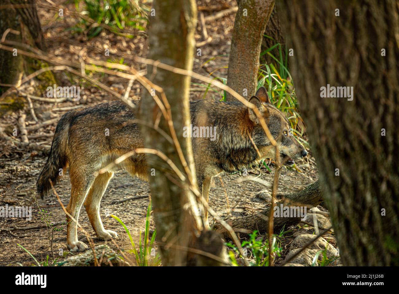 Lupo appenninico nella zona faunistica della Riserva Regionale del Lago di Penne. Oasis WWF, Penne, provincia Pescara, Abruzzo, Italia, Europa Foto Stock