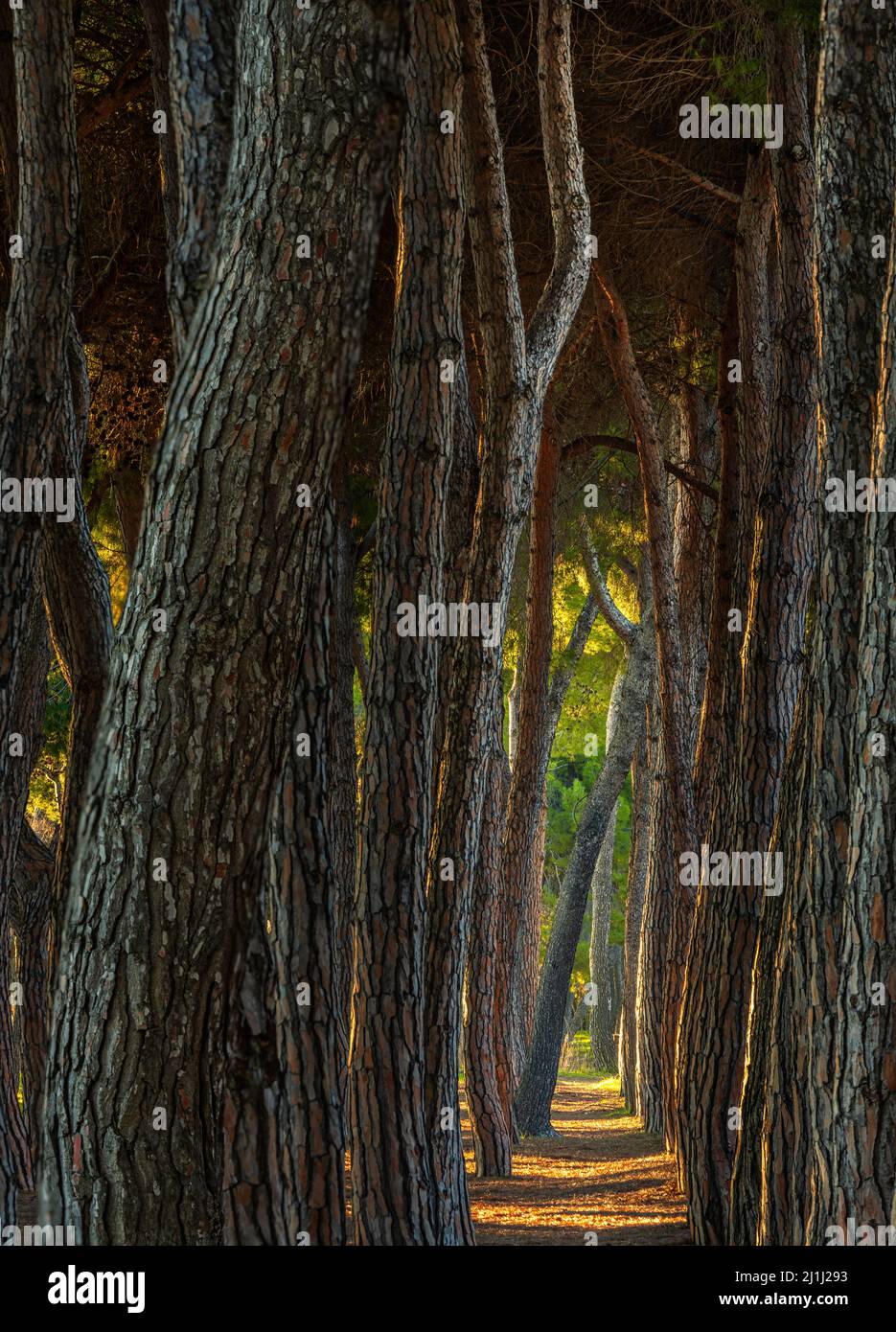 Pini ritorti e tronchi diritti, nella Pineta Filiani, illuminata dalla prima luce dell'alba sul Mare Adriatico. Pineto, Abruzzo Foto Stock