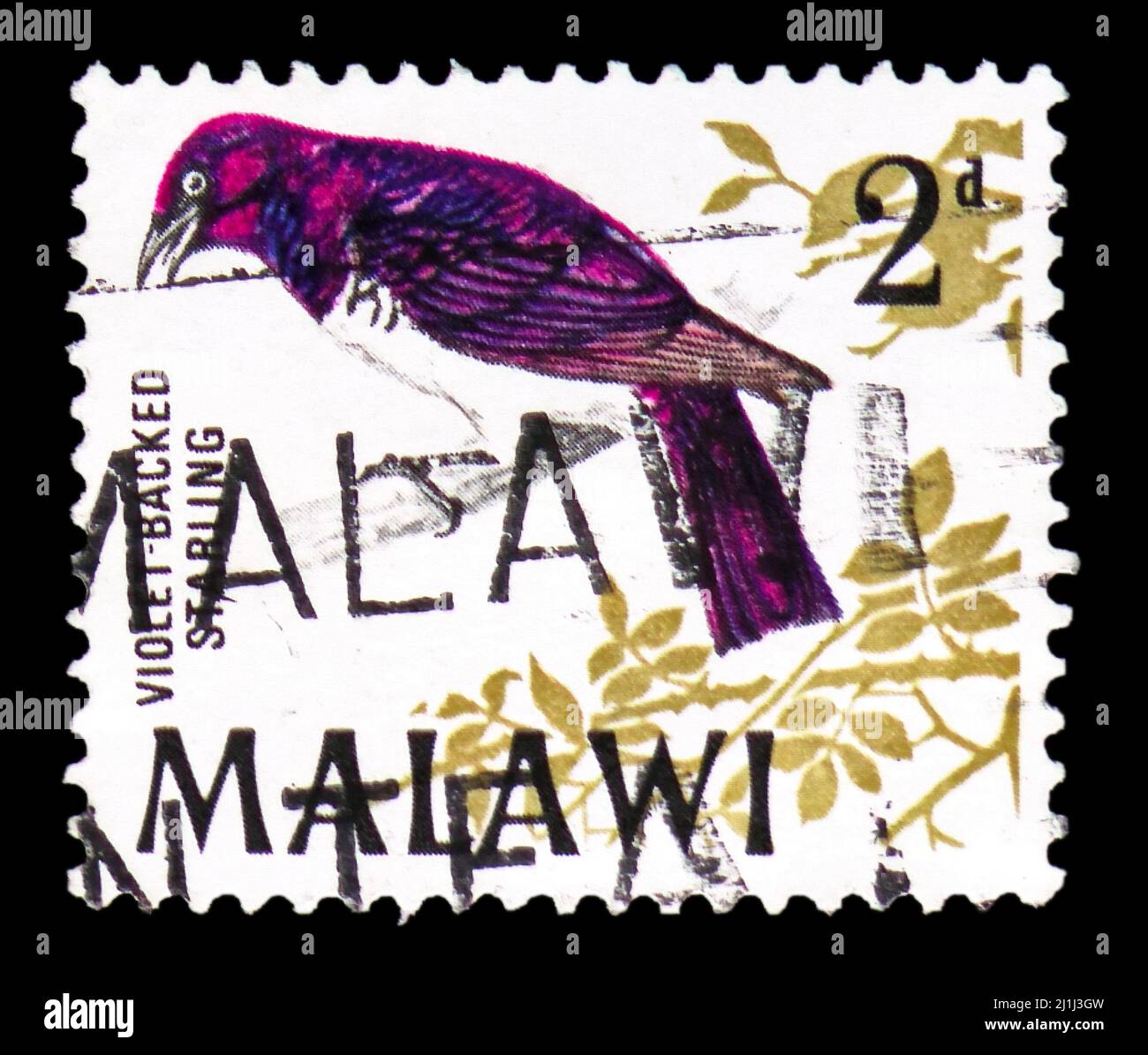 MOSCA, RUSSIA - 12 MARZO 2022: Francobollo stampato in Malawi mostra Violet-backed Starling (Cinnyricinclus leucogaster), Birds Definitives 1968-70 Foto Stock