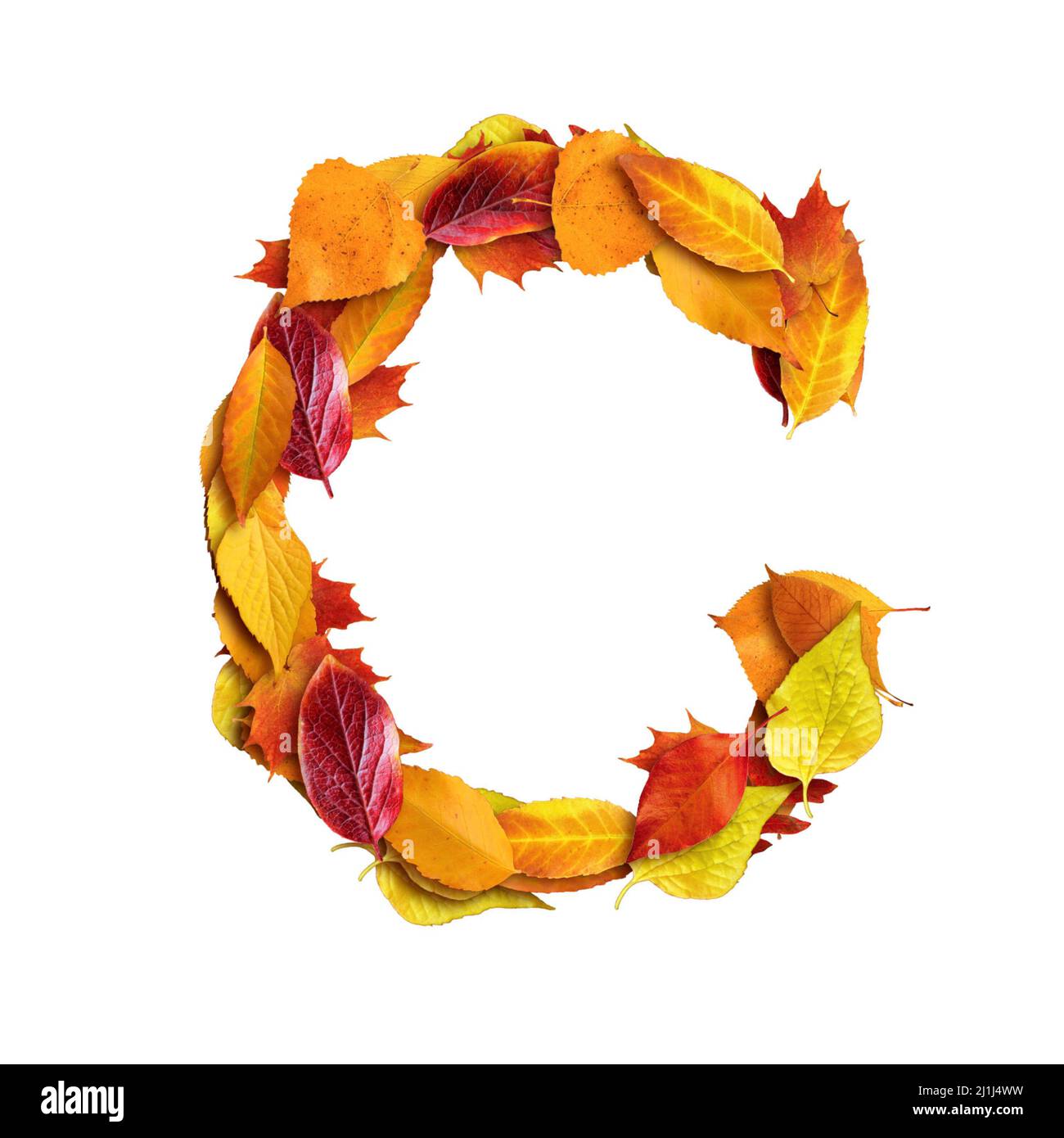 3D alfabeto fatto di foglie, autunno, 3D rendering su sfondo bianco, lettera maiuscola C Foto Stock