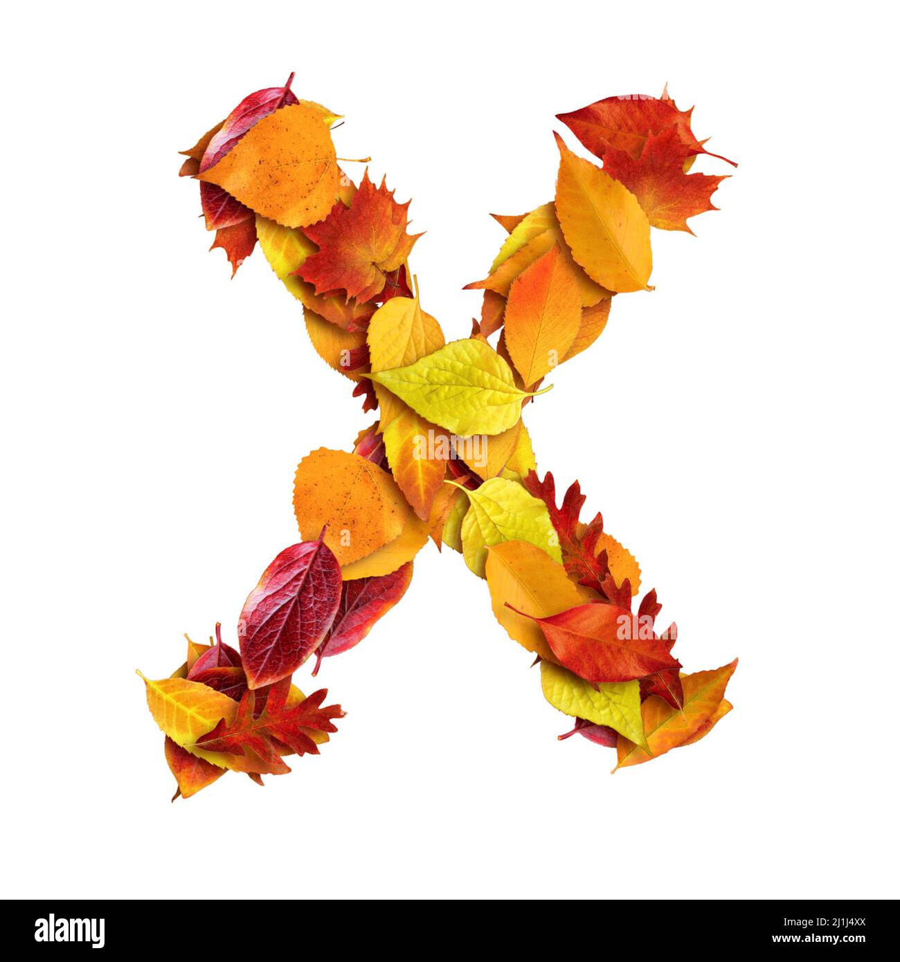 3D alfabeto fatto di foglie, autunno, 3D rendering su sfondo bianco, lettera maiuscola X Foto Stock