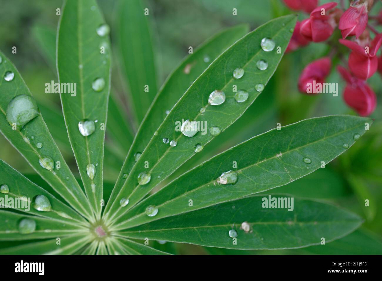 Una goccia di pioggia su un lupino primo piano. Lupin pianta prima di fiori, verde stella a forma di foglie. Lupin foglie pioggia gocce sfondo. Foto Stock