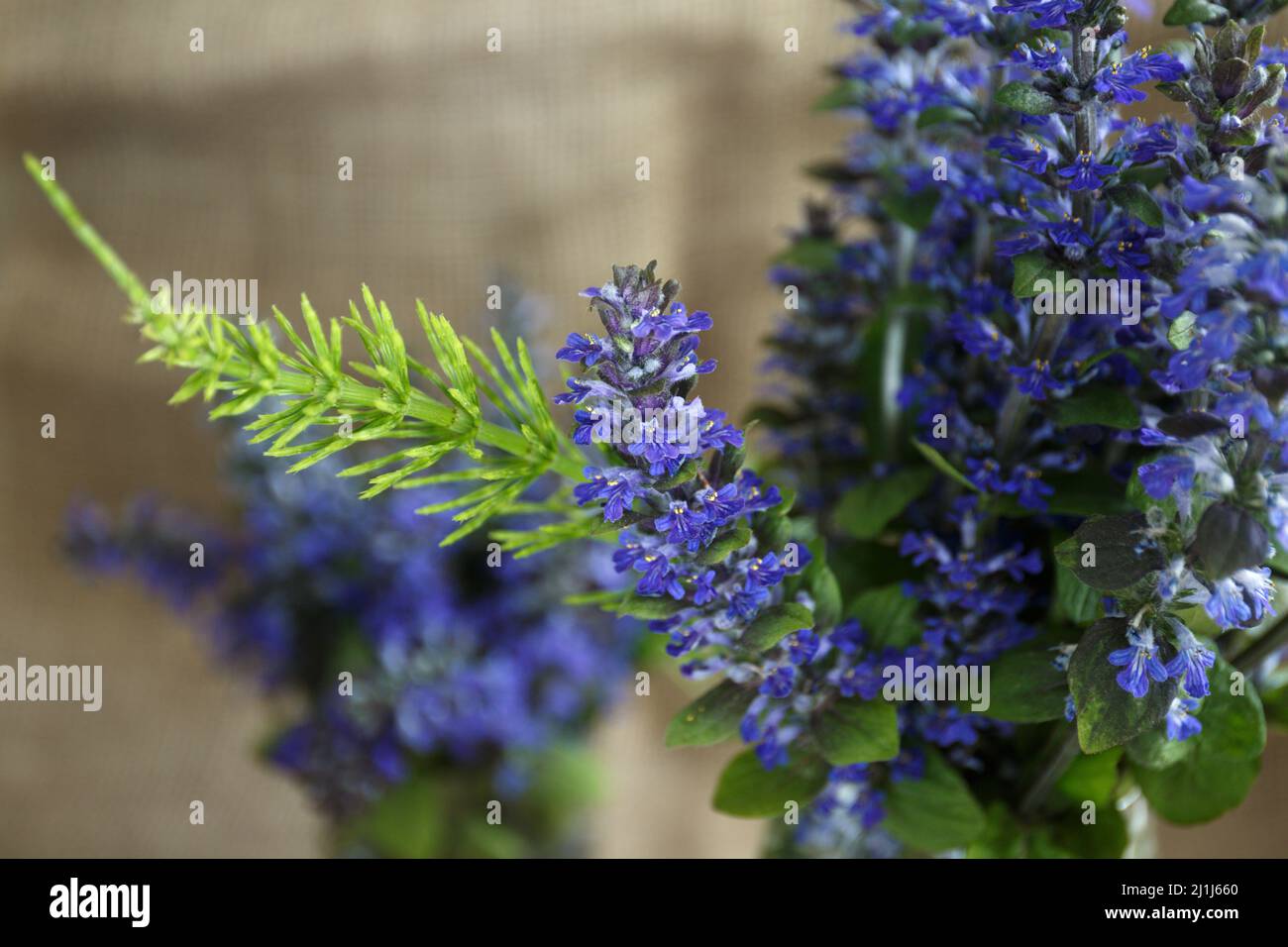 Ajuga reptans o bugle, bugleweed, bugleweed blu. Fiori blu in primo piano. Bouquet di fiori blu selvaggi con un ramo verde di orsetail campo Foto Stock
