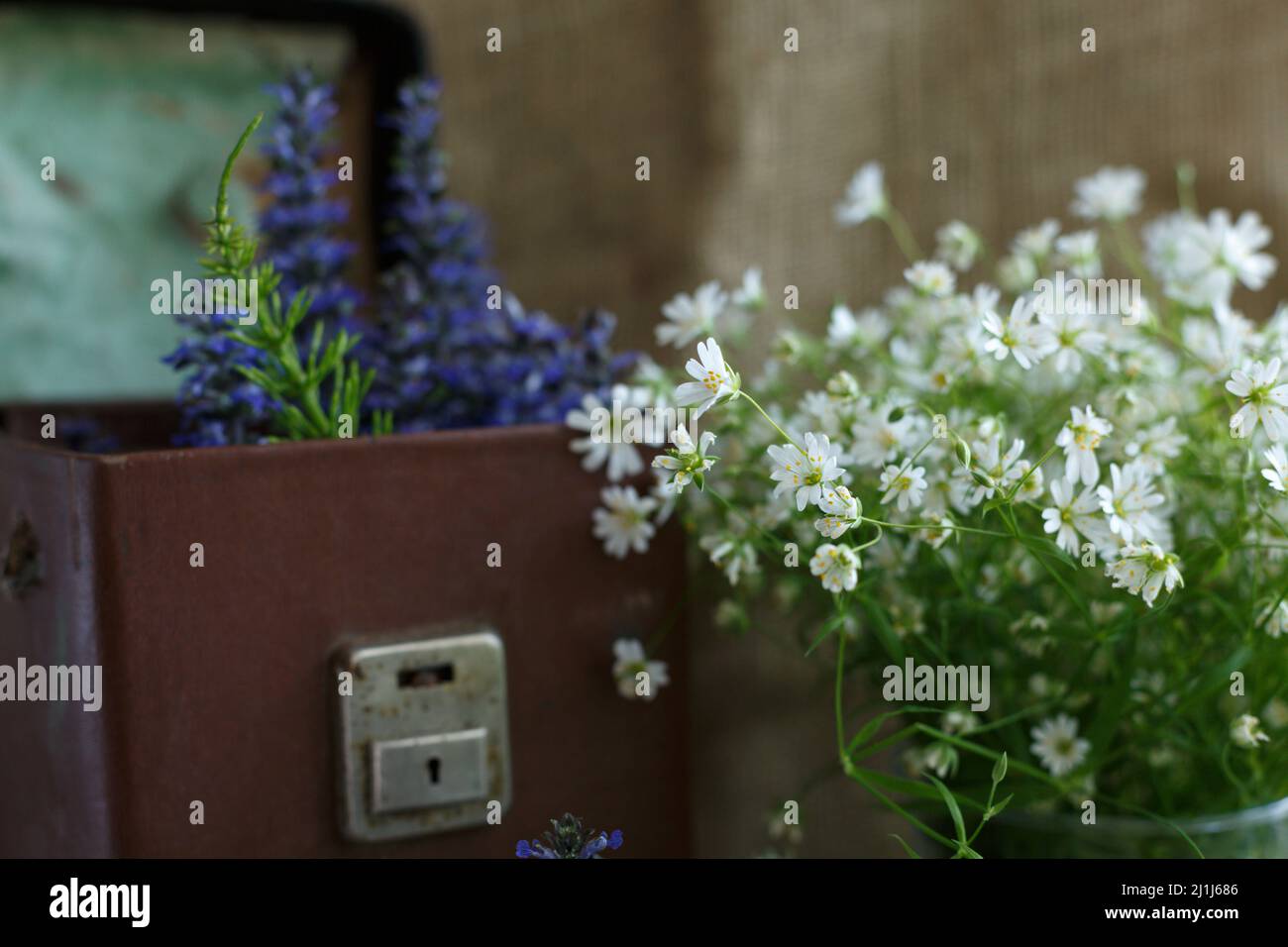 Mazzi di fiori bianchi e blu in vasi di vetro sullo sfondo di una vecchia cassa in pelle marrone con serratura in metallo Foto Stock