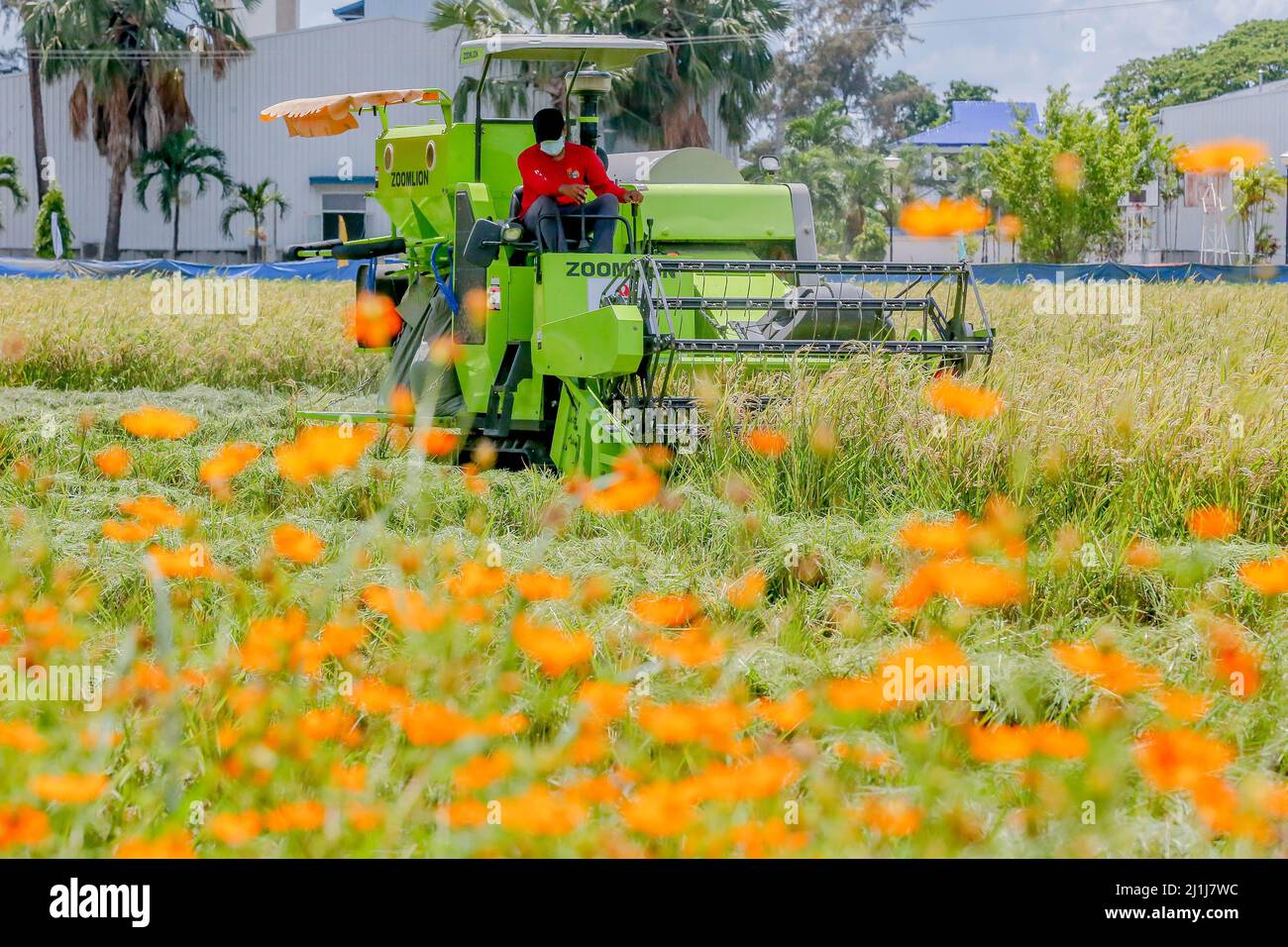 Nueva Ecija, Filippine. 25th Mar 2022. (220326) -- NUEVA ECIJA, 26 marzo 2022 (Xinhua) -- Un agricoltore lavora presso il Philippine-sino Center for Agricultural Technology (PhilSCAT) nella provincia di Nueva Ecija, nelle Filippine, il 25 marzo 2022. Le Filippine stanno raccogliendo i frutti della sua collaborazione agricola con la Cina per aumentare la fornitura di cibo e salvaguardare la sicurezza alimentare nel paese, ha detto il Segretario all'Agricoltura William Dar venerdì. Dar ha fatto le osservazioni in una cerimonia che ha segnato l'inaugurazione di nuovi laboratori di allevamento presso il Centro filippino-sino per la tecnologia agricola (PhilSCAT) in Foto Stock