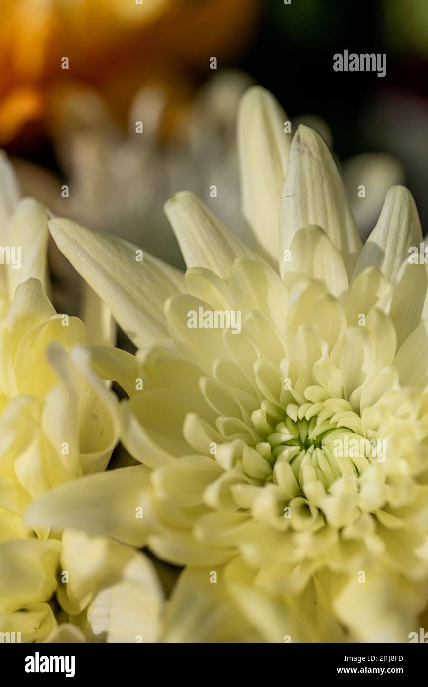 Fiori di Aster bianco in fiore con una profondità di campo poco profonda. Foto Stock