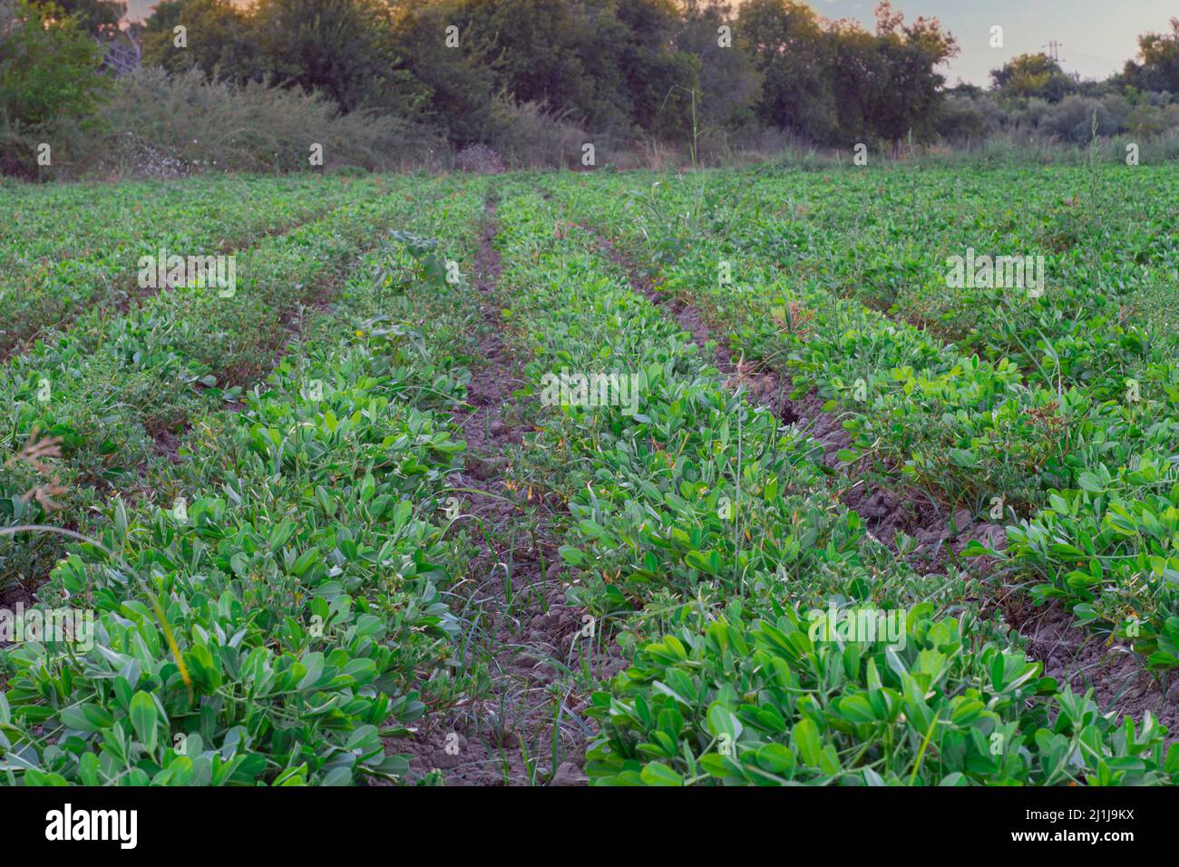 Campi di piantagione di arachidi , piante giovani su piantagione di arachidi. Piante delle arachide fiorite su piantagione in fuoco selettivo Foto Stock