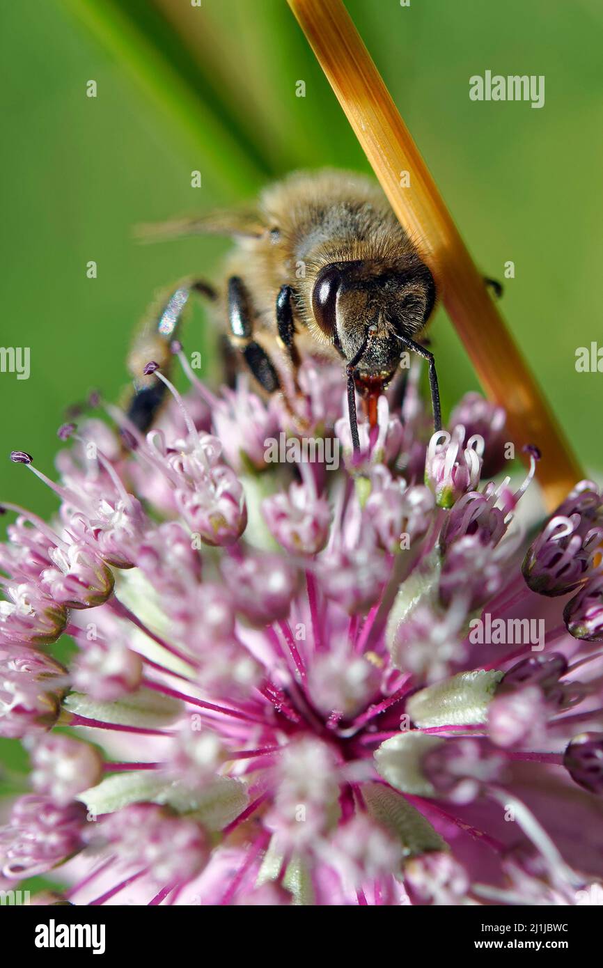 Ape europea al miele - Apis mellifera Foto Stock