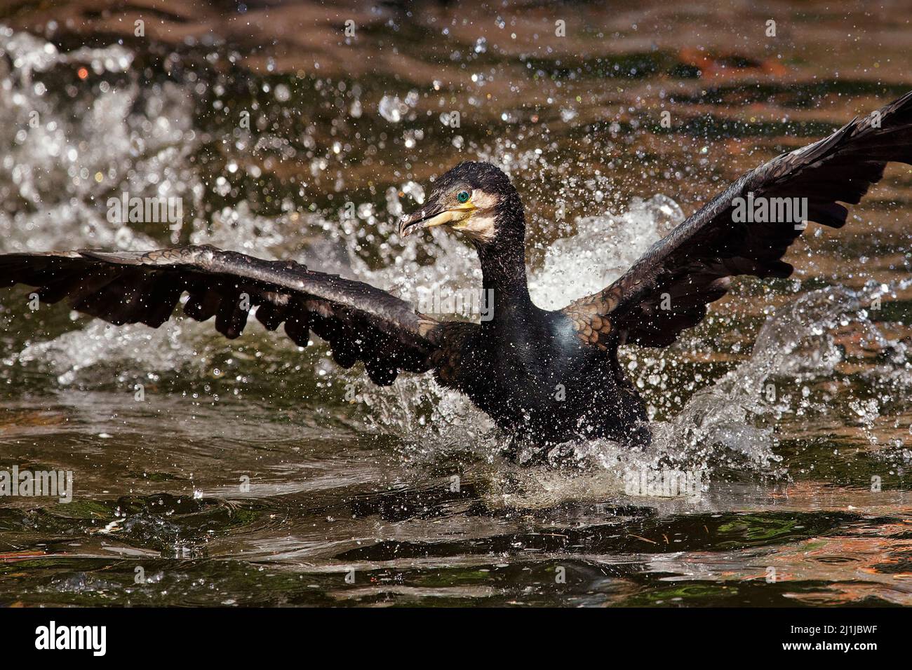 Cormorano - Phalacrocorax carbo Foto Stock