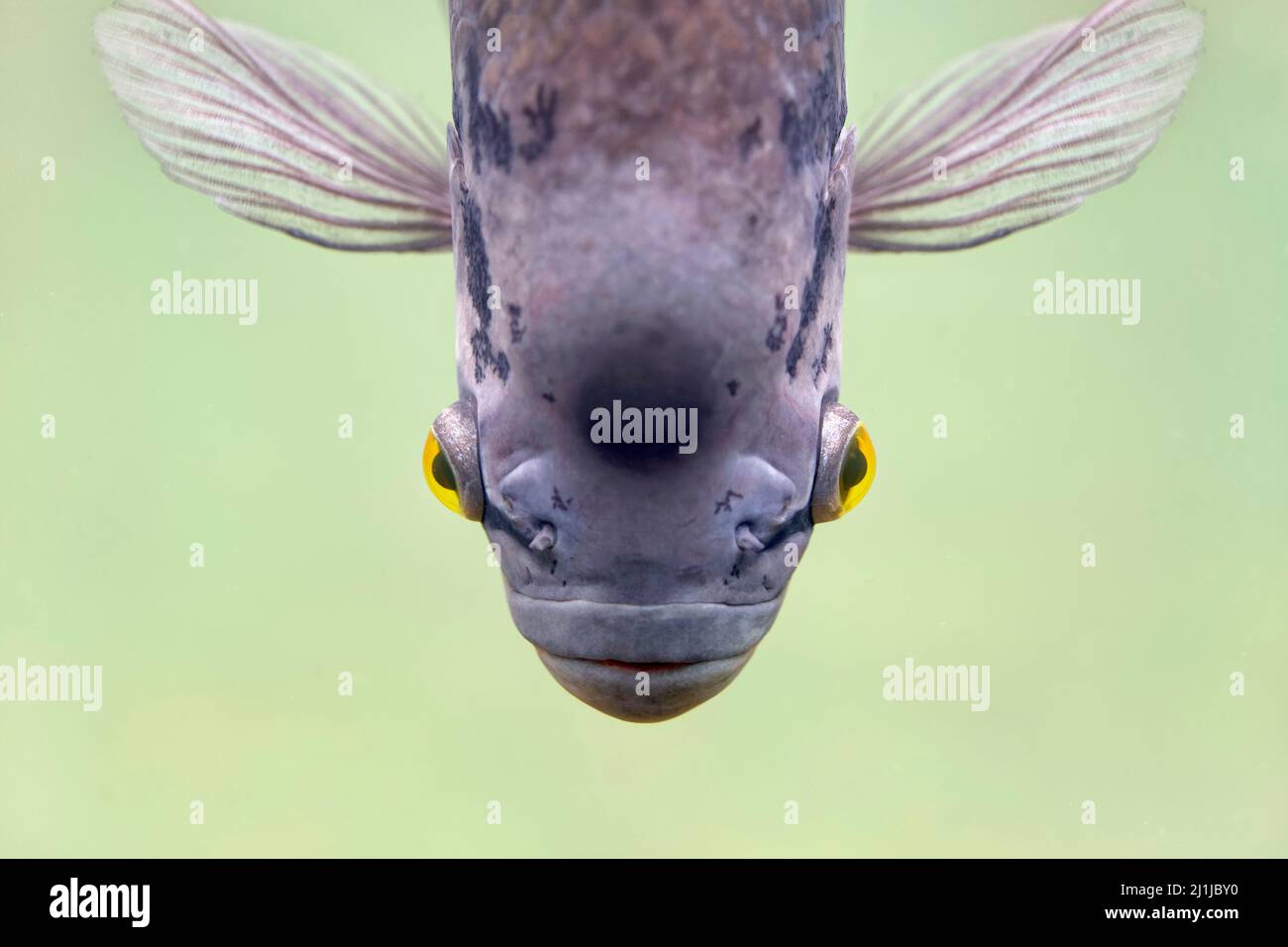 Gourami gigante - Osphronemo goramy Foto Stock