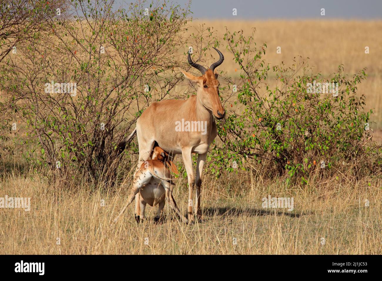 Cokes hartebeest (Alcelaphus buselaphus cokii) con vitello allattato, Masai Mara National Reserve, Kenya Foto Stock