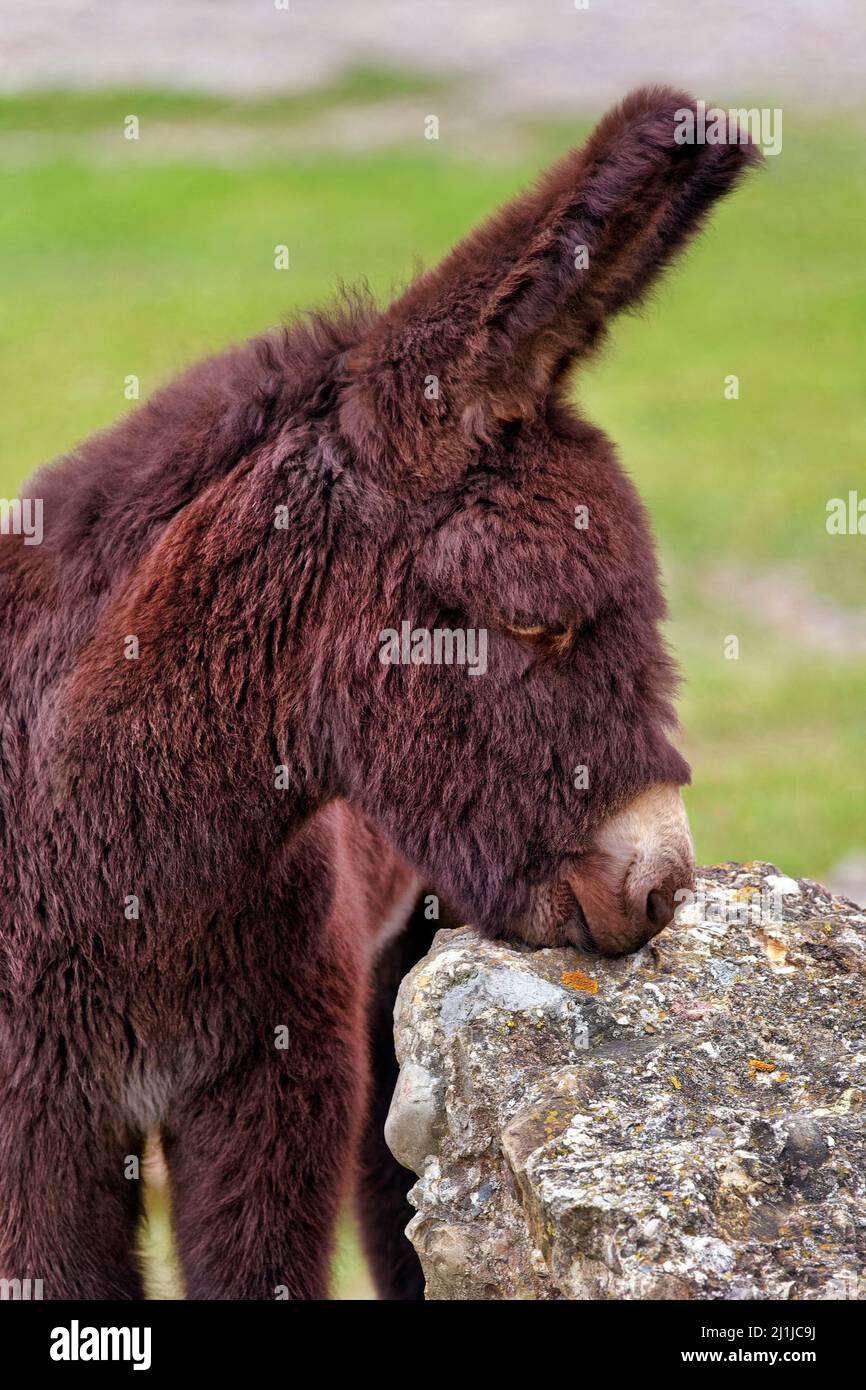 Poitou asino - Equus asinus asinus Foto Stock