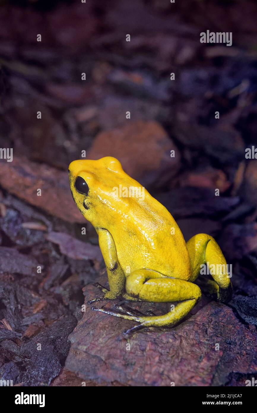 Golden poison dart frog - Phyllobates terribilis Foto Stock