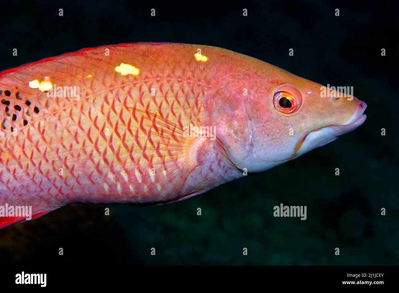 Il pesce gatto di Diana - Bodianus diana Foto Stock