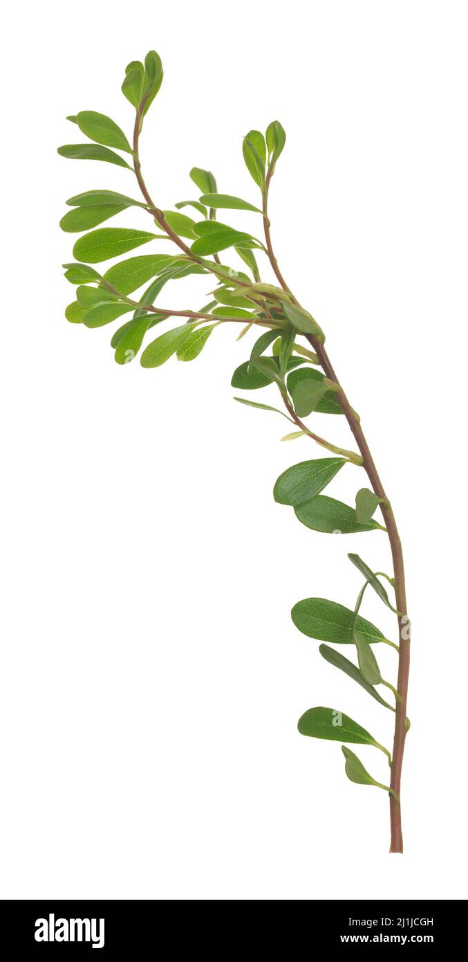 Bearberry, Arctostaphylos uva-ursi pianta isolata su sfondo bianco Foto Stock