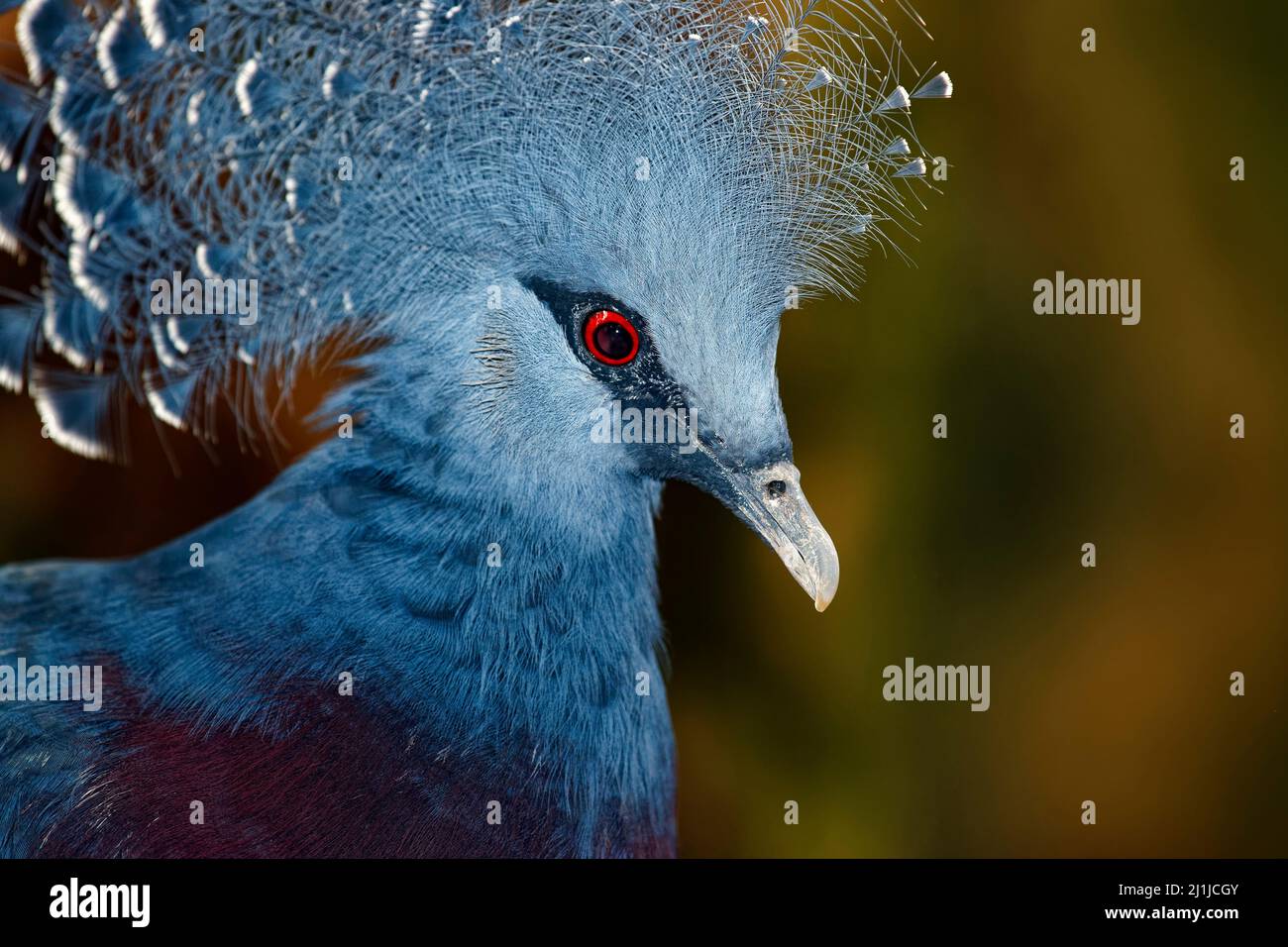 Victoria incoronato pigeon - Goura victoria Foto Stock