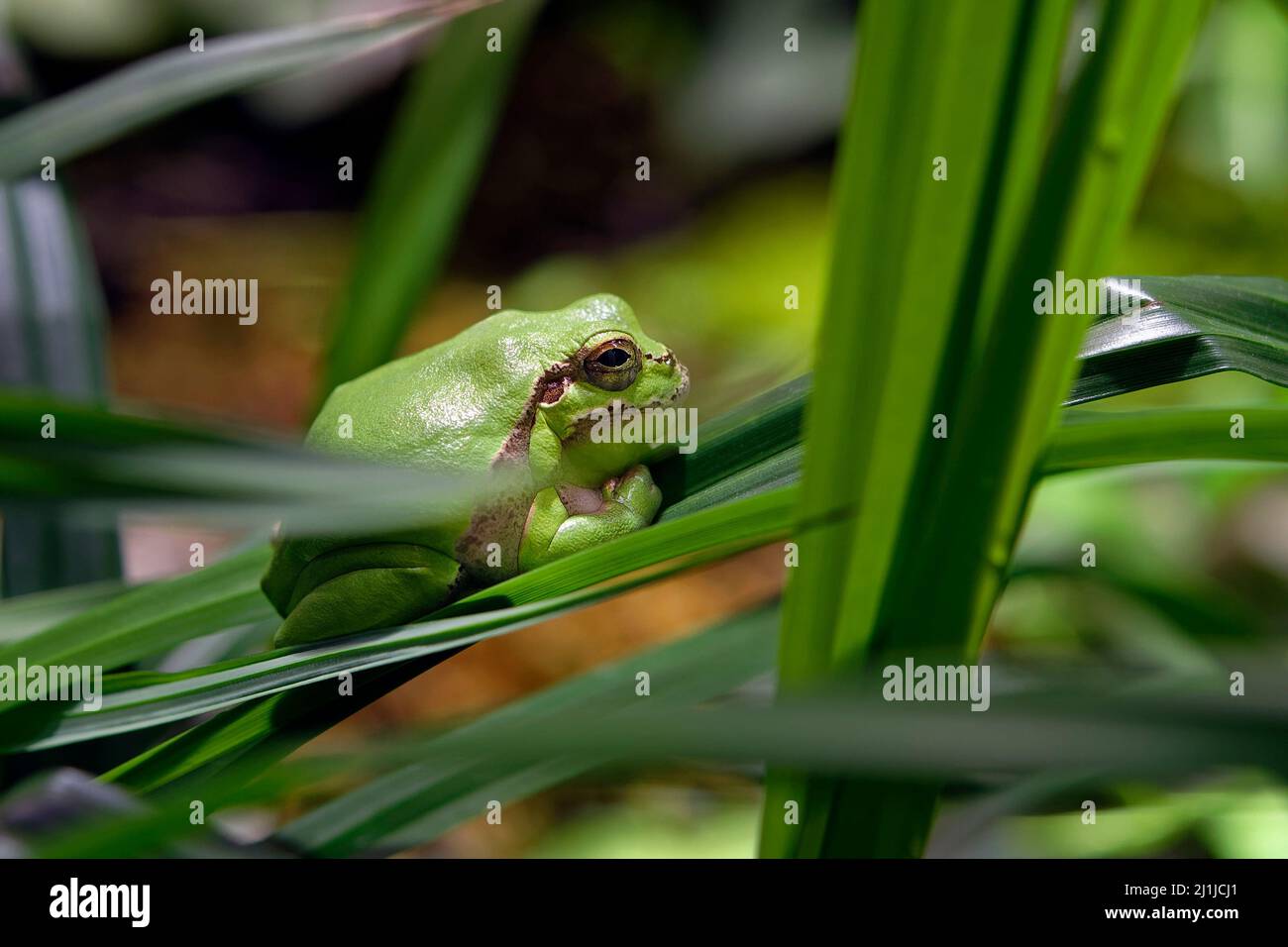 Rana europea - Hyla arborea Foto Stock