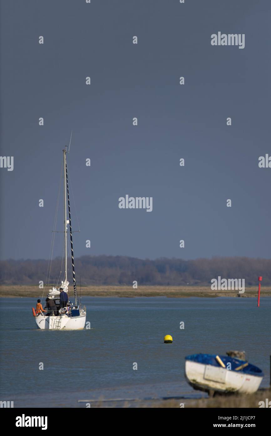 Borde de mer, Goéland dans le chenal de la baie de Somme Foto Stock