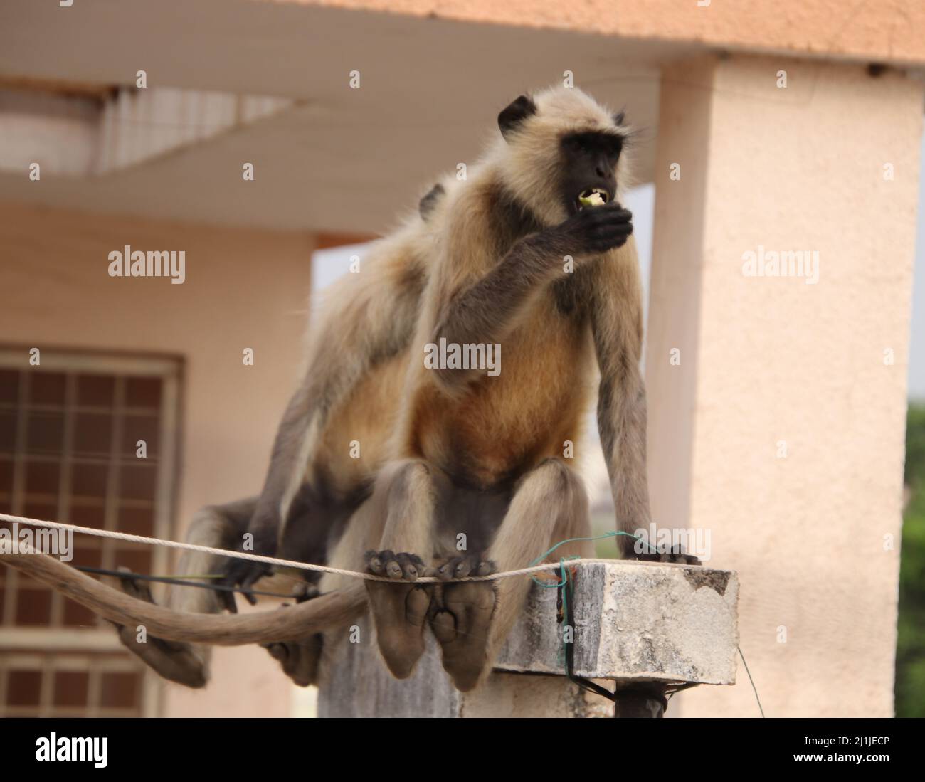 Scimmia seduta su una parete terrazza e mangiare frutta Foto Stock