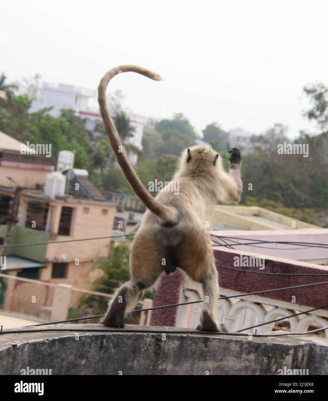 Monkey sta morendo per saltare da un tetto all'altro Foto Stock