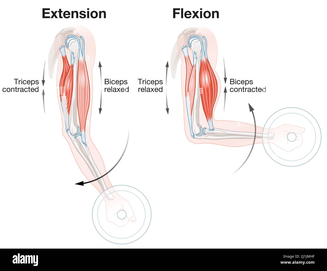 Bicipite e tricipite. Estensione e flessione. Illustrazione etichettata Foto Stock