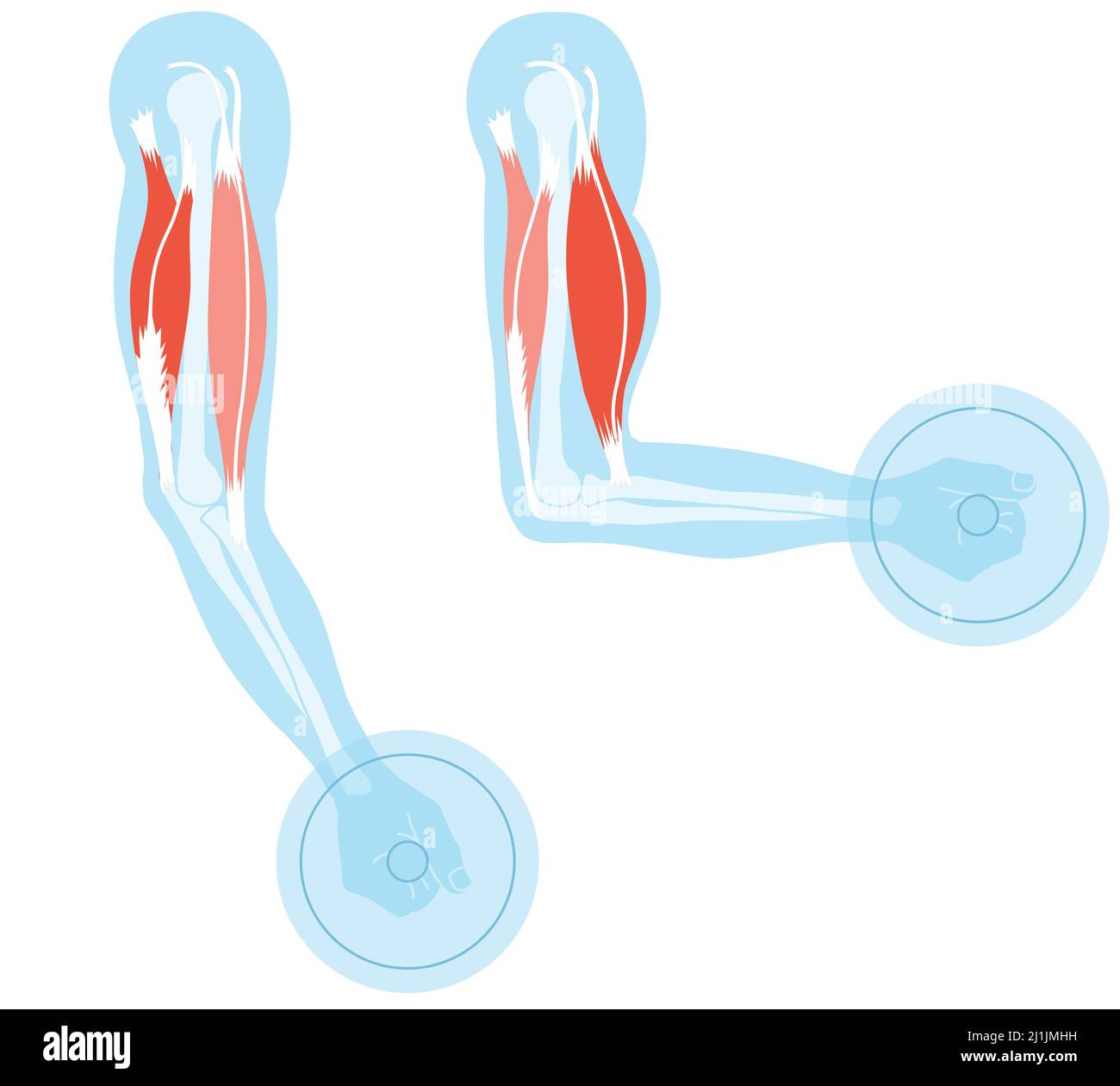 Illustrazione che mostra bicipite e tricipite. Estensione e flessione. Foto Stock